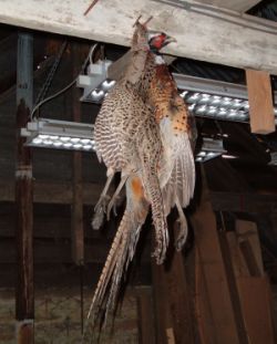 Hanging pheasants