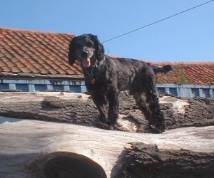 Alpine mountain dog