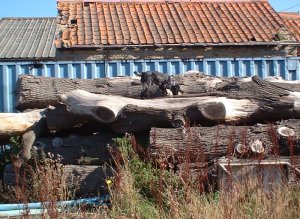 Stack of trees