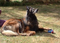 Dog with paw on can