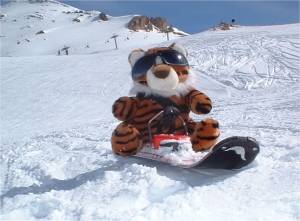 Clementine the cat on a mono ski
